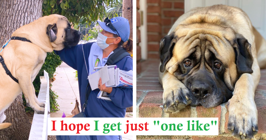 Fronky, The 180-pound Bull Mastiff, Eagerly Awaits His Daily Hug From His Favorite Mailwoman