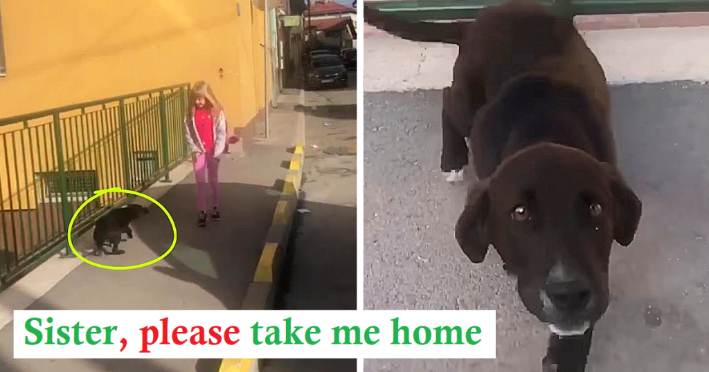 Young Puppy Roamed Sarajevo’s Streets Alone, Pleading for Help But Met Only Indifference