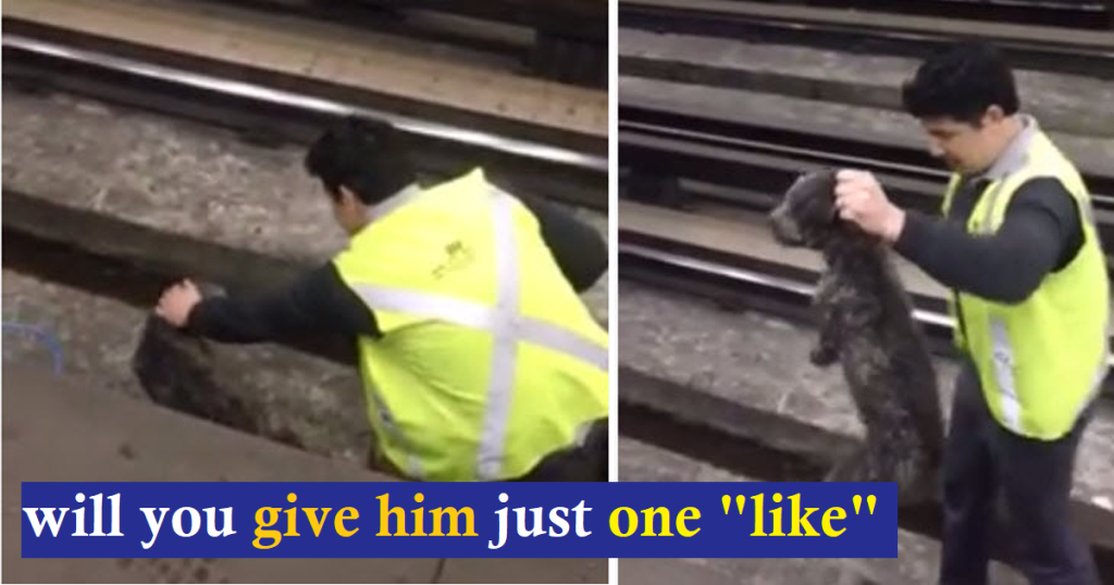 Train Conductor Halts Service to Rescue Dog From Tracks