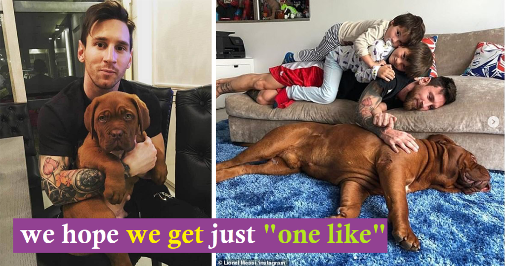 Lionel Messi’s Cherished Pet Hulk, a Gift from His Wife Antonela, is the Most Pampered Member of the Family