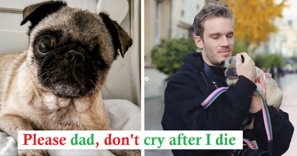 ‘A Spot Forever in My Heart’: PewDiePie Mourns the Loss of His Beloved 17-year-old One-eyed Pug, Maya