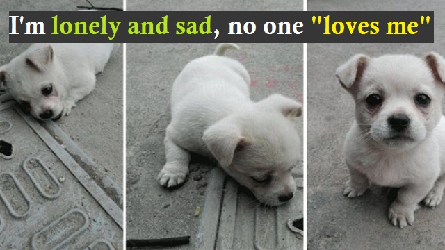 The Heartbreaking Tale of a Puppy and its Eternal Vigil by a Roadside Drain Cover