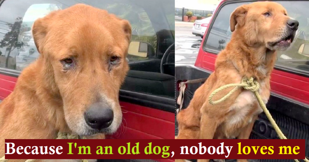Ray, the Abandoned Labrador: Found Neglected on the Street, Now Has a New Home
