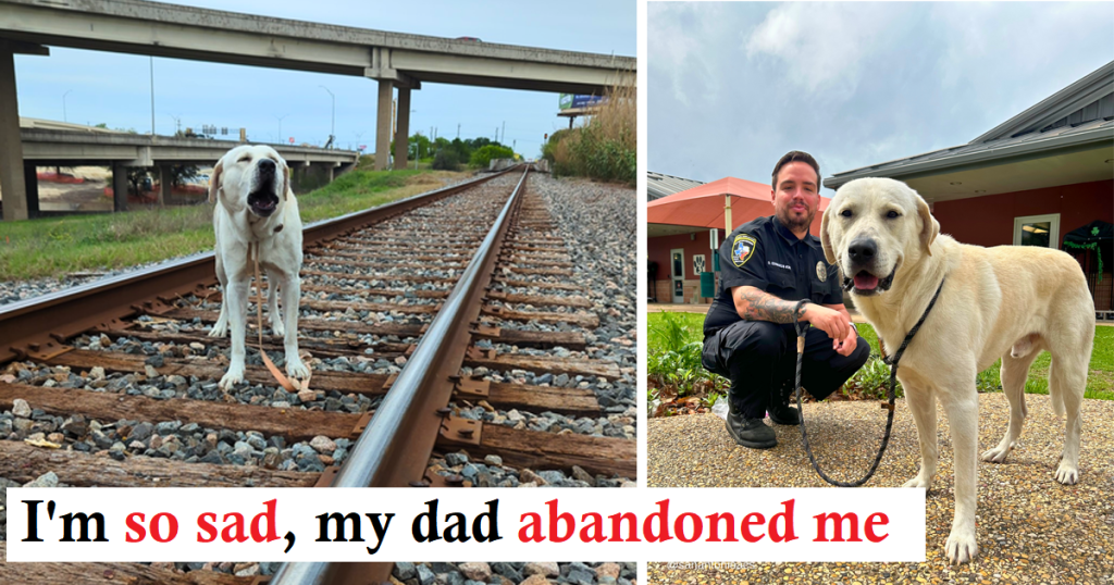 Dog Chained to Railroad Track Miraculously Rescued in the Nick of Time, Finds New Loving Home