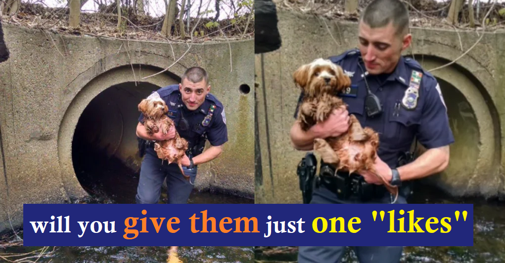 Brave Police Officer Ditches Shoes and Socks to Rescue a Terrified Dog Stuck in a Dark Tunnel