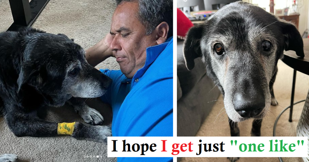 Man Adopts 16-Year-Old Shelter Dog, Filling His Twilight Years with Love and Joy