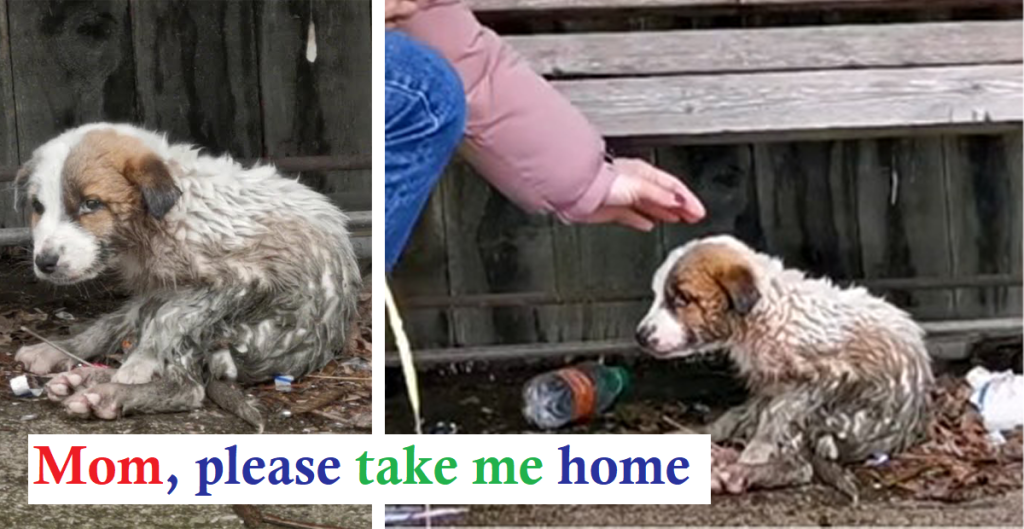 Overwhelmed with Emotion, Woman Extends a Hand to Puppy Drenched in Mud and Neglect