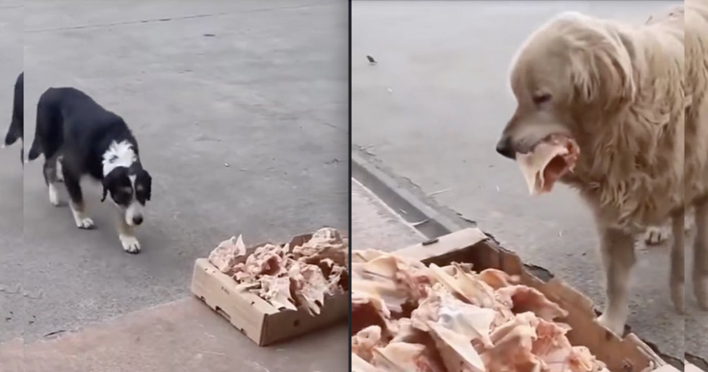 The Kind Butcher Every Day Leaves Leftovers Outside The Store For Stray Dogs