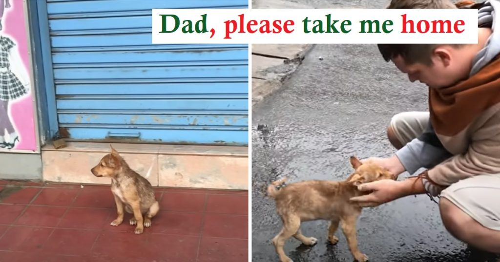Abandoned Puppy Wags Tail at Passersby in Hopes of Rescue