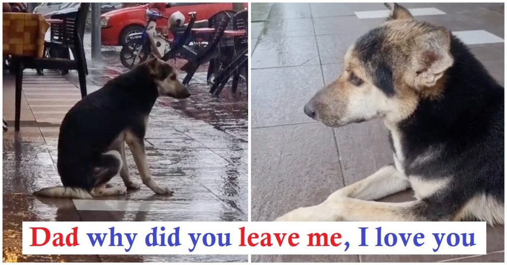 Faithful Dog Patiently Awaits Owner’s Return, Even in Rainy Weather