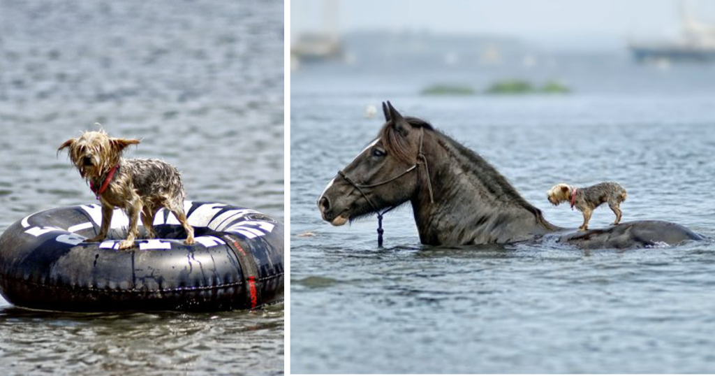 Truth Behind Photo of Horse Apparently Coming to the Rescue of Drowning Blind Dog