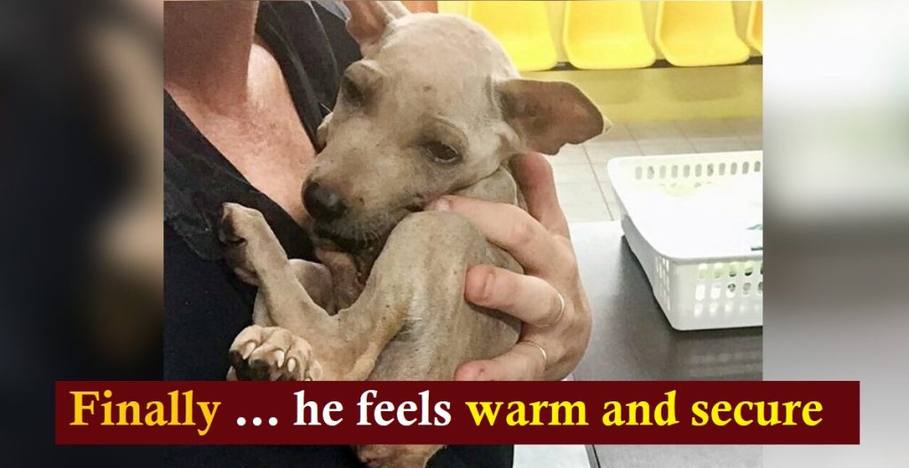 Homeless Puppy Clings to Rescuer in Relief, Knowing He’s Finally Safe
