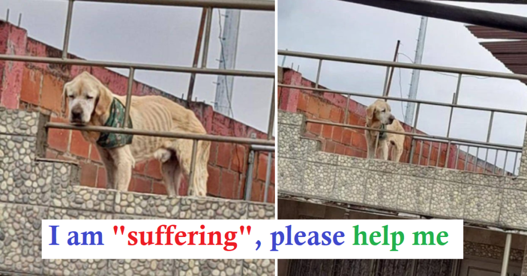 Emaciated and Sad, Dog Spent His Life Confined on a Roof