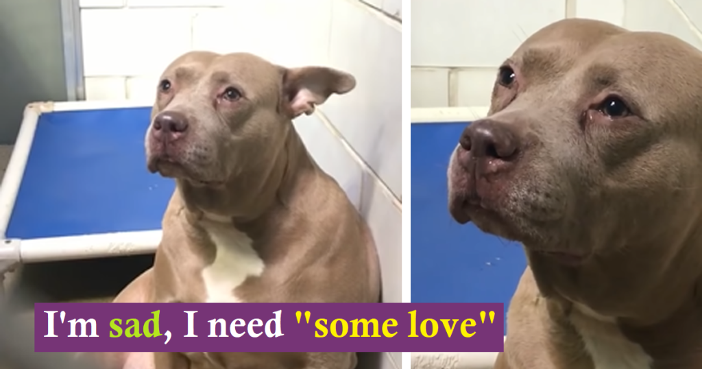 Heartbroken Pit Bull Filmed ‘Crying’ at Shelter After Being Used for Breeding and then Abandoned