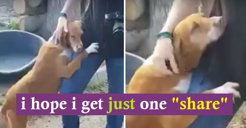 News Reporter Adopts Rescue Dog After Unforgettable Shelter Hug
