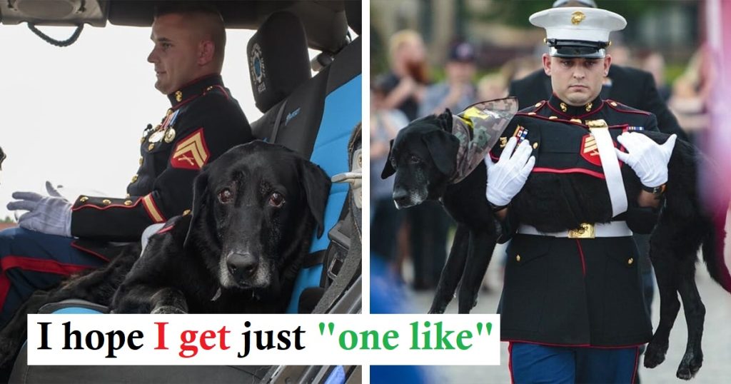 Military Dog Who Suffers From Terminal Cancer, Gets Heartwarming Hero’s Farewell