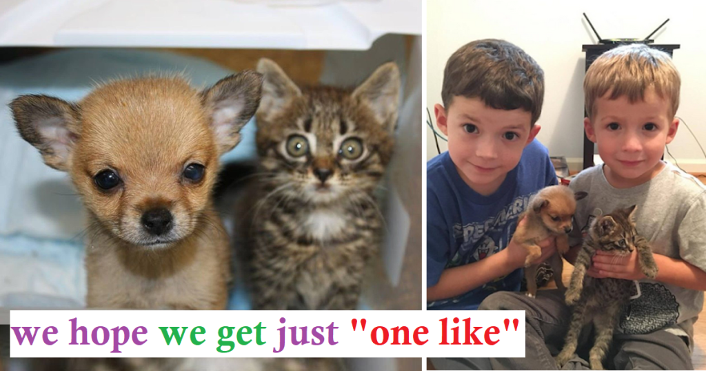 A Tiny Kitten and Puppy Arrive at a Shelter on the Same Day, Both On The Verge of Death