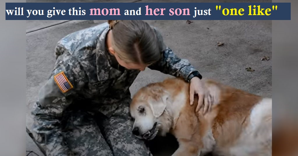 Senior Dog, Struggling to Walk, Weeps in Joy Upon Reuniting with Her Army Mom