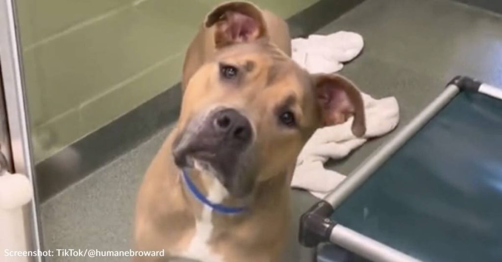 Dog Left Heartbroken After Family Surrenders Him To Shelter Because Of Allergies
