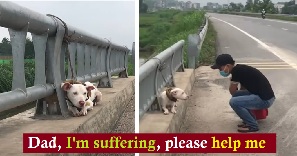 Abandoned Dog Tied to Bridge Railing on Busy Road Experiences Love and Compassion