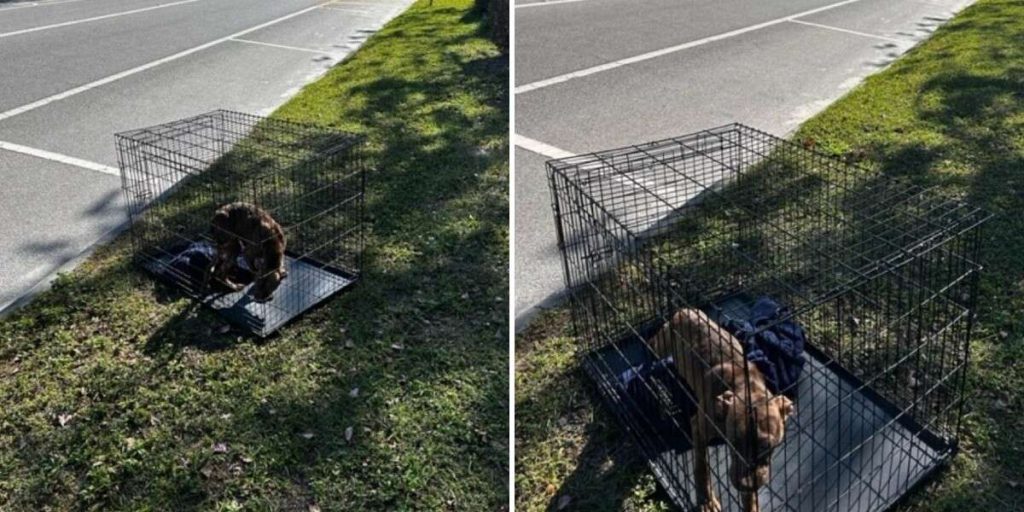 Abandoned Dog Left in Cage by Roadside Rescued, Finds Forever Home