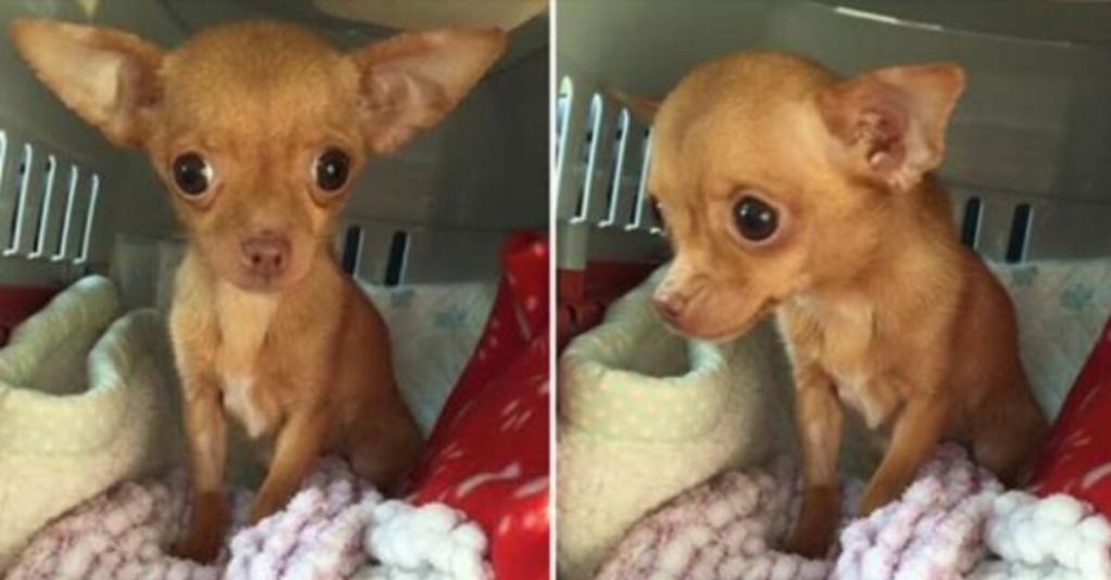 By The Time Rescuers Found Her, This Tiny Chihuahua Couldn’t Even Open Her Eyes In The Light