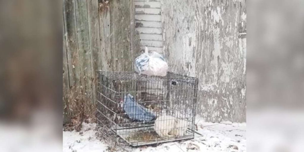 Dog Abandoned In Freezing Cold Completely Transforms After Rescue