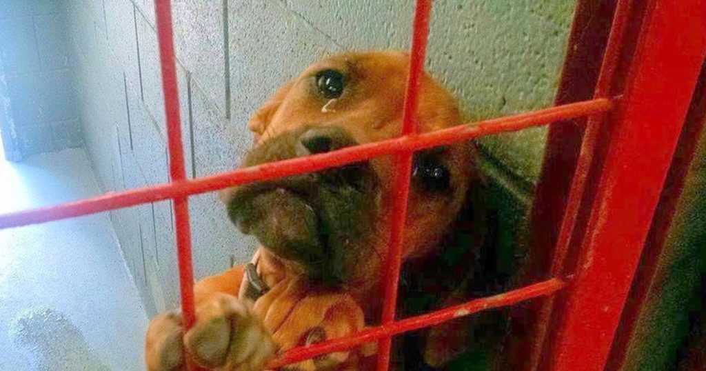 Heartbroken Shelter Dog Cries All Night, Photo Goes Viral and Leads to Adoption