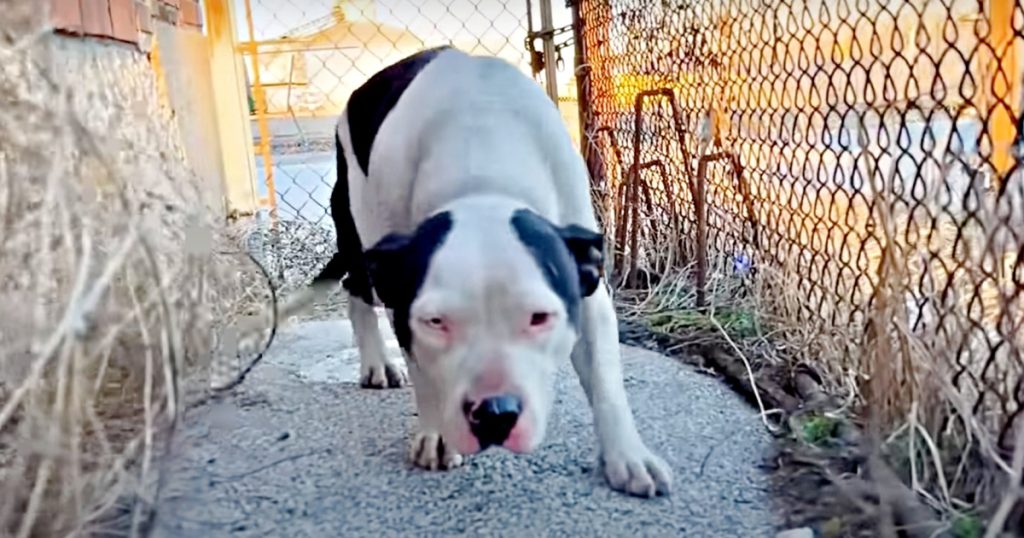 Heartwarming Transformation: Frightened Stray Pit Bull Warms Up To Rescuer and Melts In Her Lap