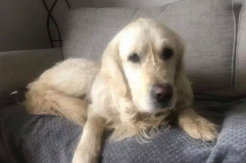 Golden Retriever Escapes New Home and Travels 40 Miles Back to Former Residence