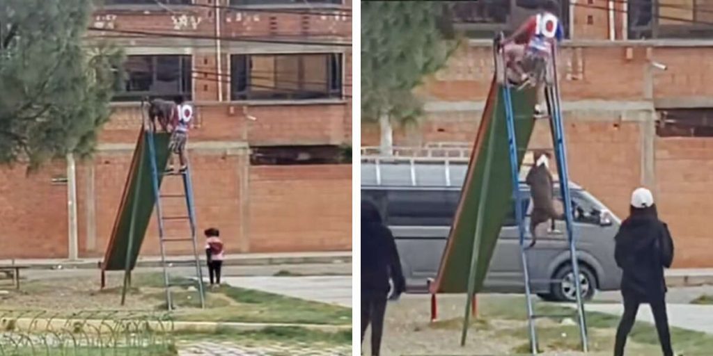 Playful ‘Guard’ Dog Joins Kids at Park and Enjoys Fun as Much as They Do