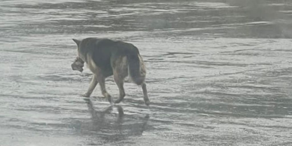 Heartbreaking Sight: Abandoned German Shepherd Roams Streets Clutching His Stuffed Toy