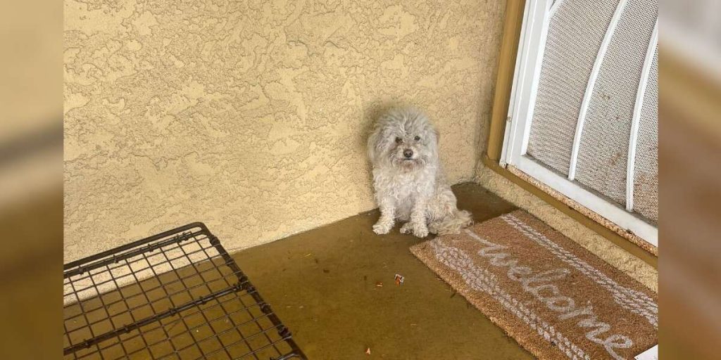 Homeless Dog Knocks On Every Door In Neighborhood Looking For A Forever Family
