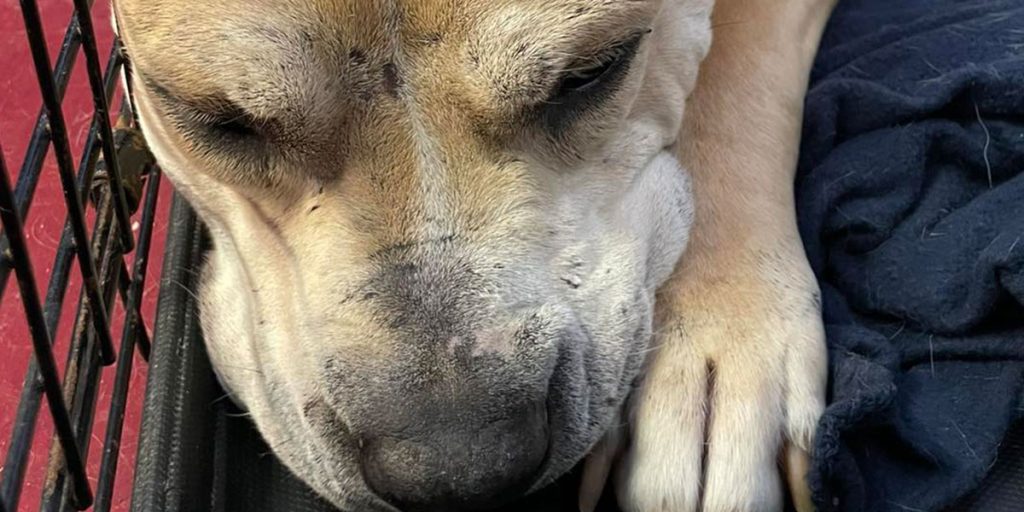 ‘Hope’ the Dog Desperately Seeks a Forever Home as She Loses Faith in Being Chosen