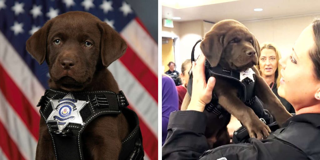 Adorable K9 Officer Puppy Fights Sleepiness During Swearing-In Ceremony