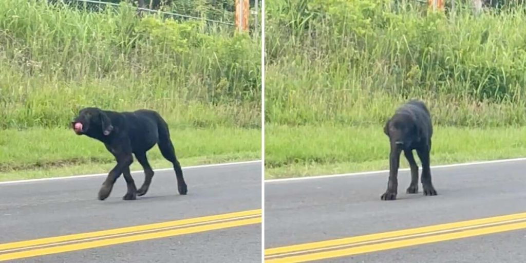 Puppy Abandoned On Country Road Waited Days For Family To Come Back For Him