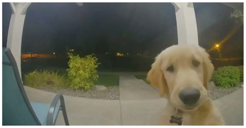 Puppy Regrets Escaping Home and Adorably Rings Doorbell to Get Back Inside