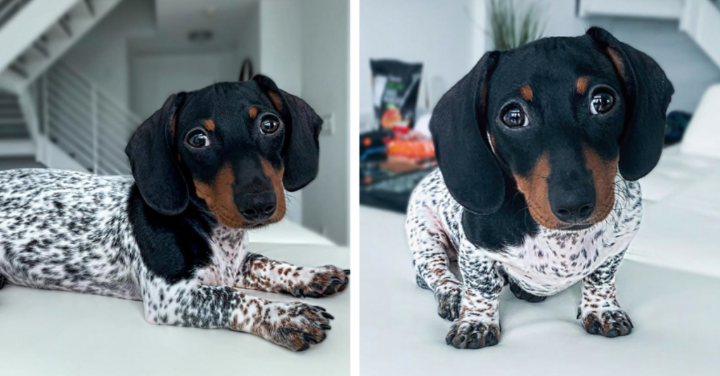 Spotted Dachshund Puppy Goes Viral For His Unique Markings