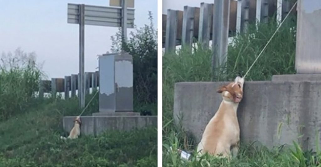 Man Rushes To Save Dog Hanging By An Electrical Cord Near Highway Overpass