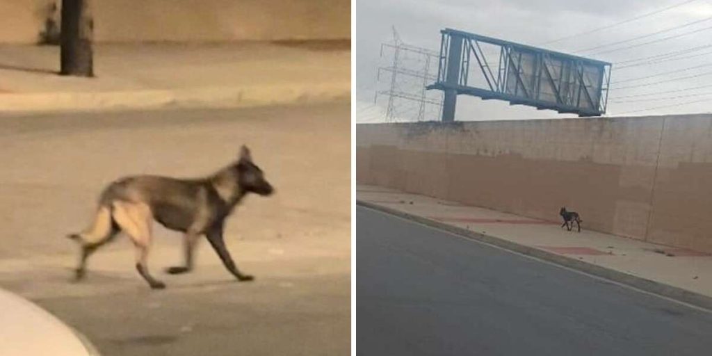 Dog Wanders Around Neighborhood For Days Searching For His Family