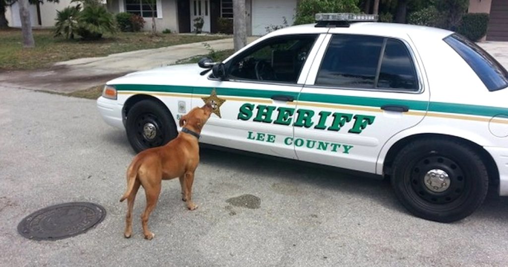 Sheriff Responds to Reports of a ‘Loose’ Pit Bull, Only to Be Surprised by the Dog’s Actions