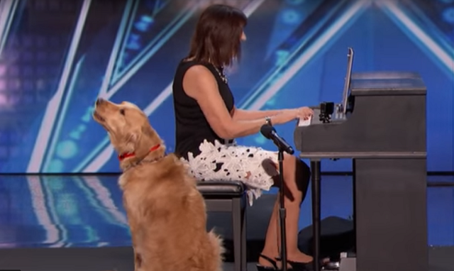 Singing Dog Wows Audience and Judges on ‘America’s Got Talent’