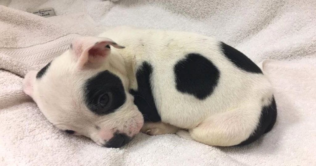 Abandoned Puppy with Cerebellar Hypoplasia Finds Loving Home Despite Challenges