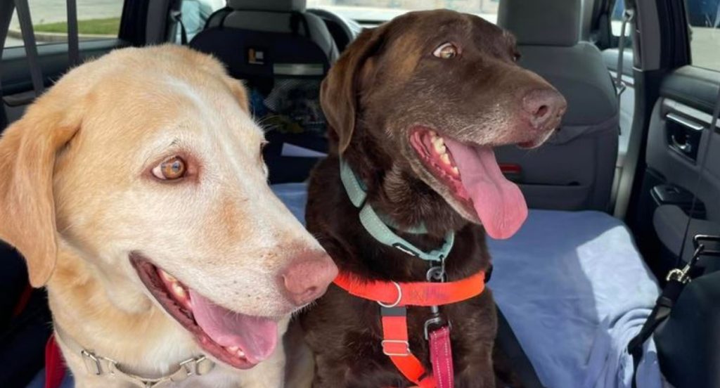 Bonded Labs surrendered to shelter by owner after new puppy arrives