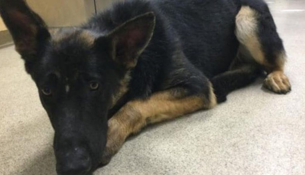 Heartbreaking Reality: Another young, good-looking German Shepherd’s difficulties in a shelter, with a grim future