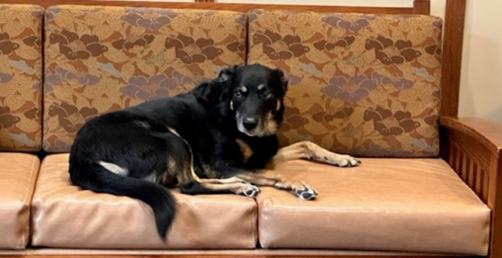 Dog Escapes Michigan Shelter Multiple Times And Sneaks Into Nearby Nursing Home, So They Adopt Him
