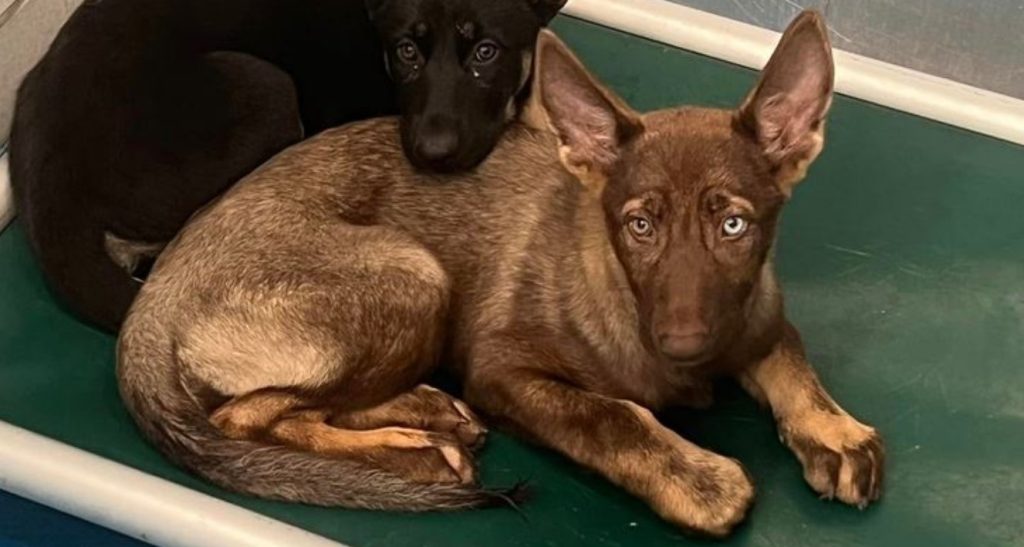 Urgent rescue at Dallas shelter for four adorable shepherds found as ‘strays’