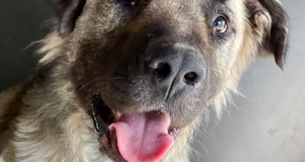 He hugs staff lovingly: Anatol shepherd is ‘code red’ and needs help to have a tomorrow