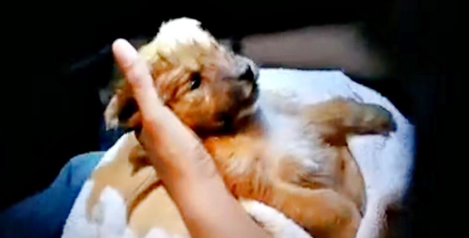 Woman Strokes Puppy That Wouldn’t Make It, Breathes New Life Into Her