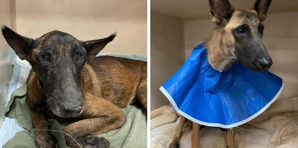 Loyal Dog Refuses to Leave Paralyzed Friend Found in Texas Ditch